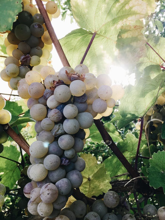 Close-up of sunlit grapes on a vine in a vineyard, showcasing fresh growth.