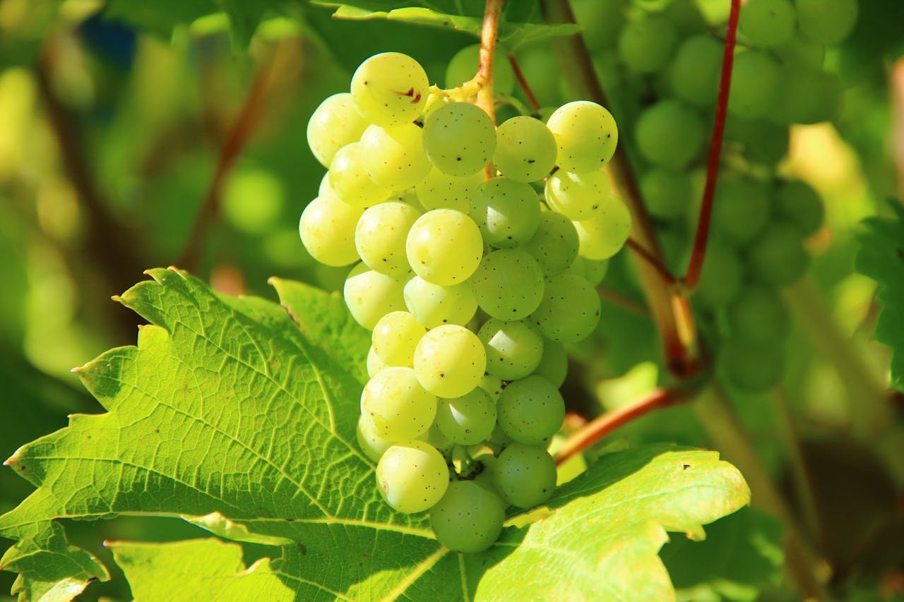 Closeup of green grapes on a vine in a sunny vineyard, perfect for wine-making themes.